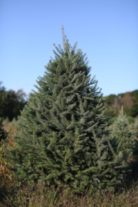 Fraser Fir Christmas Tree - Olde Tyme Pines Christmas Tree Farm