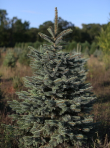 Spruce Christmas Tree - Olde Tyme Pines Christmas Tree Farm